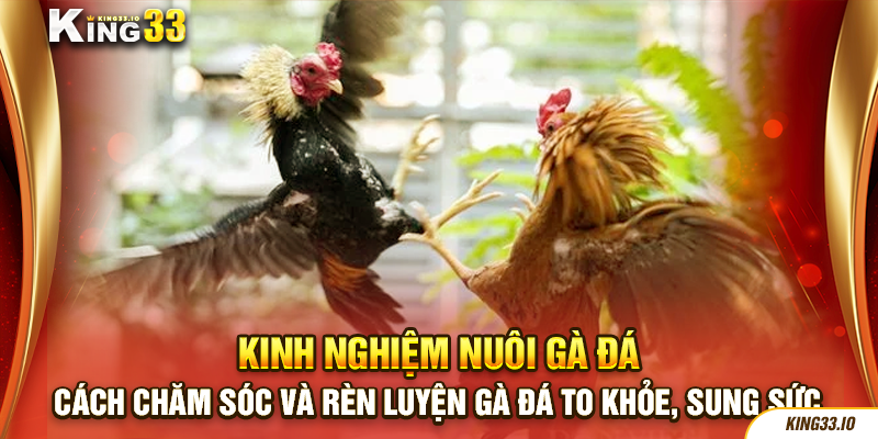 Cách chăm sóc và rèn luyện gà đá to khỏe, sung sức