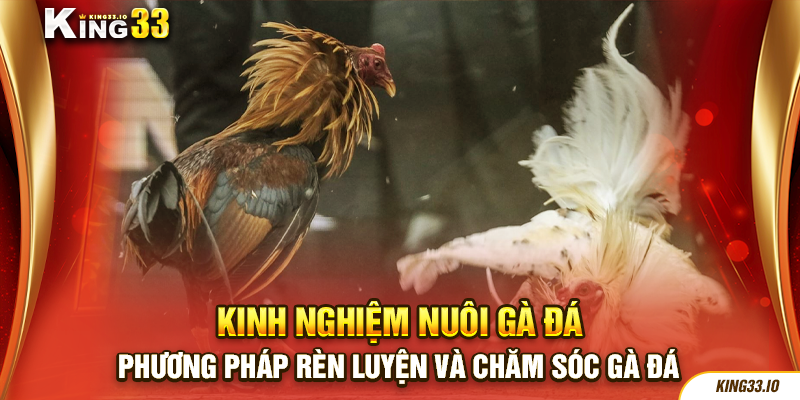 Phương pháp rèn luyện và chăm sóc gà đá