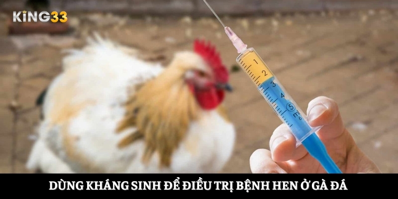 Dùng kháng sinh để điều trị bệnh hen ở gà đá 