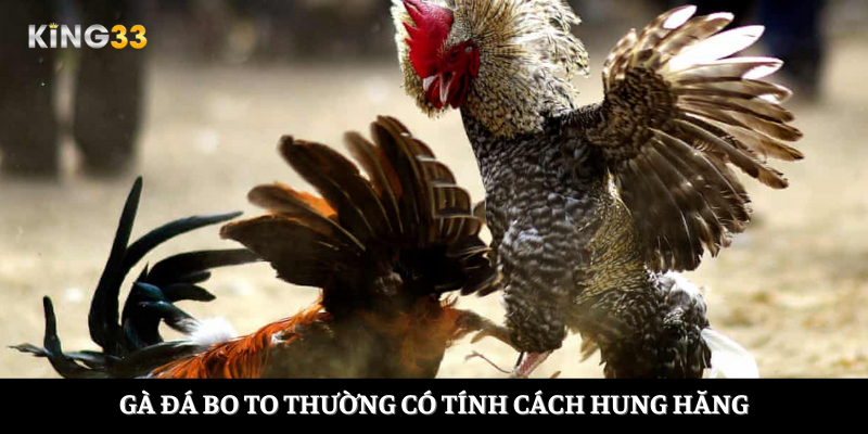 Gà đá bo to thường có tính cách hung hăng