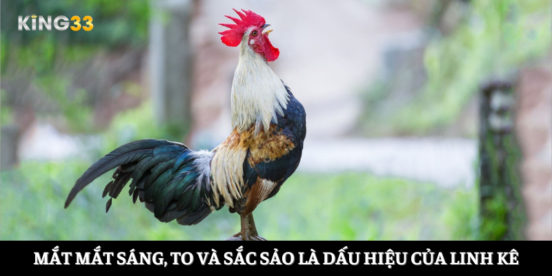 Mắt mắt sáng, to và sắc sảo là dấu hiệu của linh kê